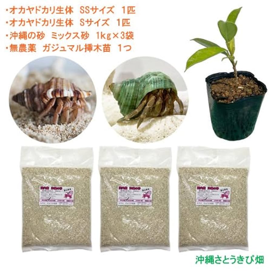 ヤドカリ飼育セット　豪華8点セット ヤドカリランド飼育用品セット│マルカンの製品一覧｜ペット用品